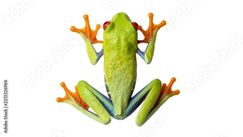 Vibrant green red-eyed tree frog with orange toes, isolated on transparent background