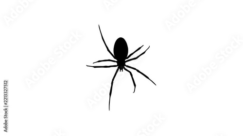 Animation with a spider walking on the white background (seamless loop)