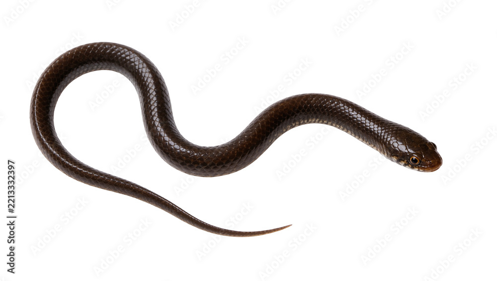 Fototapeta premium Small brown snake coiled on a plain surface, isolated on transparent background