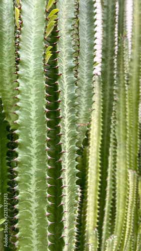 Close-up shot of Euphorbia trigona stems, highlighting small green leaves, sharp spines, and distinctive variegated light green patterns.