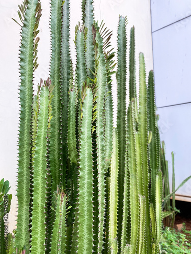 Euphorbia trigona (also known as African milk tree, cathedral cactus, Abyssinian euphorbia and high chaparall). African milk tree (Euphorbia trigona) growing tall against wall.