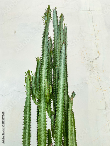 African milk tree (Euphorbia trigona) growing tall against a white wall background, showing green succulent stems and unique pattern