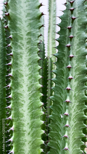 Macro detail of Euphorbia trigona stem featuring sharp reddish thorns, natural green marbled texture, and ridged edges.