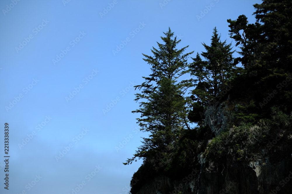 Fototapeta premium Conifer treetops against a clear blue sky