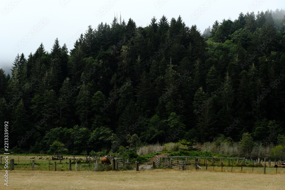 Fototapeta premium Dense conifer forest above a grassy meadow