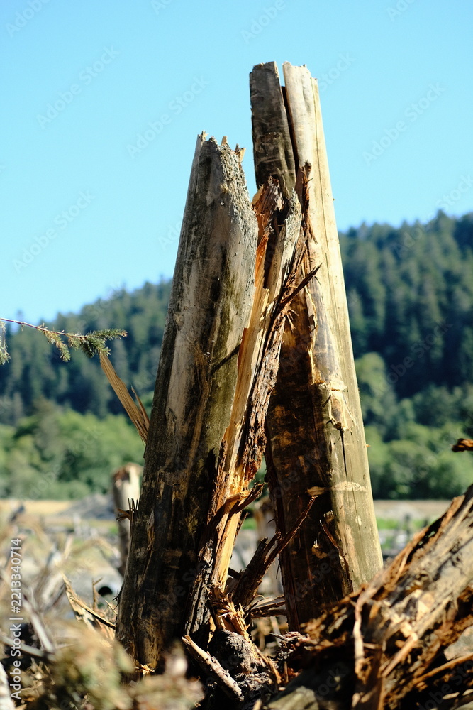 Fototapeta premium Tall weathered dead tree snag against a forested hillside