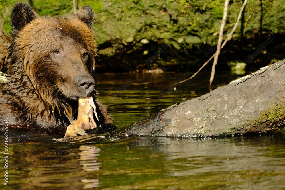 Fototapeta premium Brown bear eating a salmon at the edge of a river