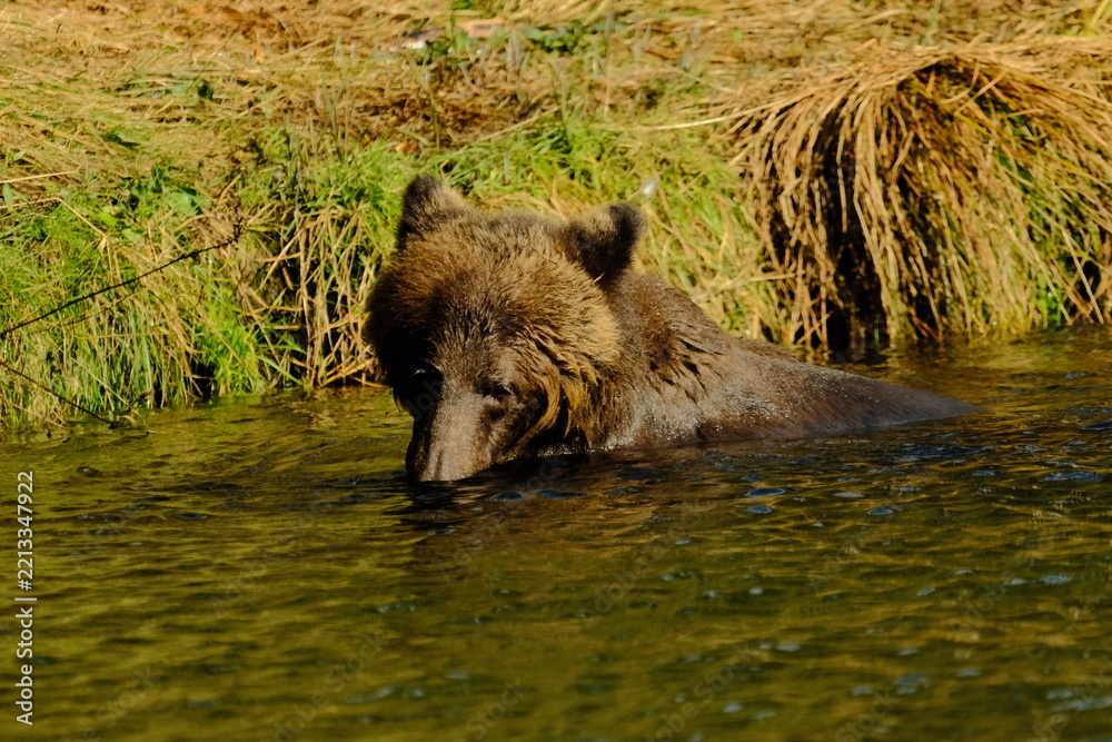 Fototapeta premium Brown bear drinking from a river at a grassy bank