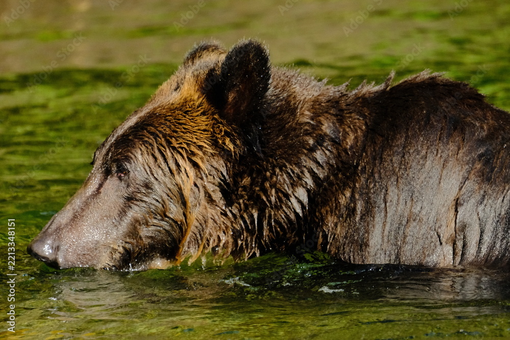 Fototapeta premium Brown bear resting in profile in tall grass by the river