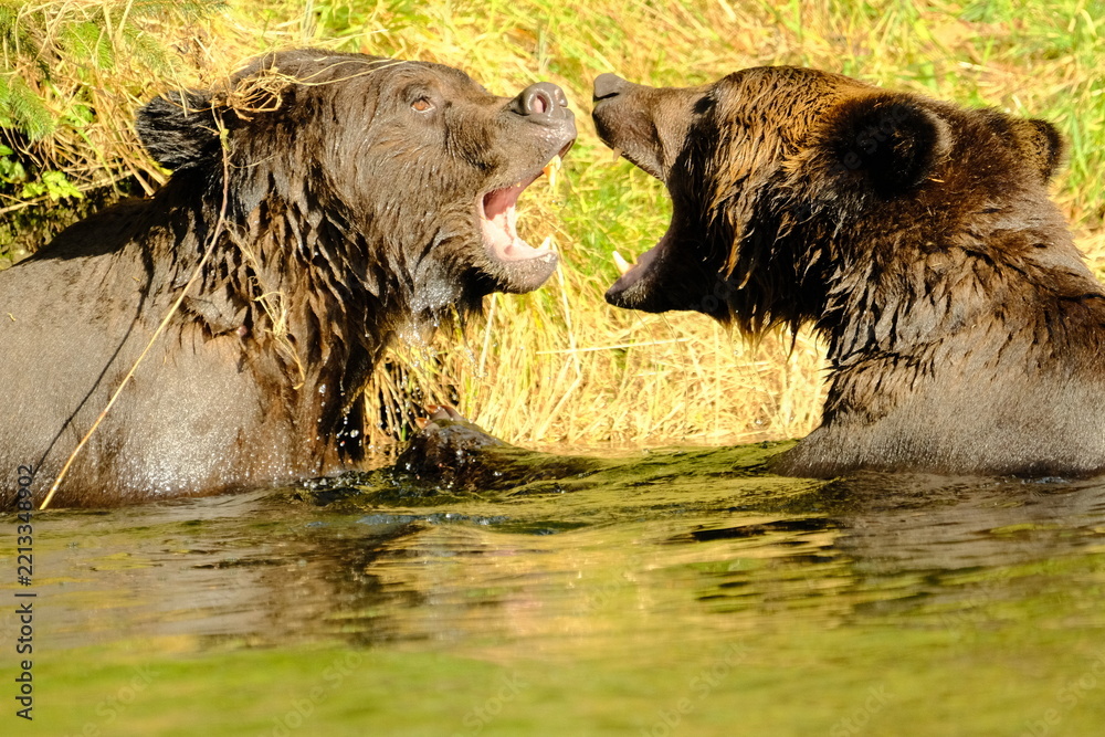 Fototapeta premium Two brown bears facing off in shallow river water