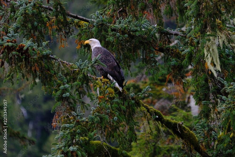 Fototapeta premium Bald eagle perched in a tree looking through the branches