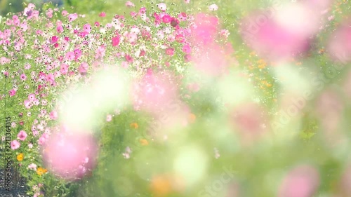 風に揺れる花のスローモーション。カラフルで華やかなピンク色の花畑。爽やかな緑。透き通ったフワフワの花びら。秋の公園や花壇を彩るコスモスのある風景。自然風景素材。