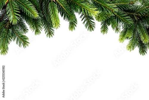 Lush green pine branches forming a natural frame against a bright white sky