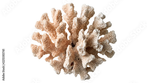 White branching coral structure isolated on transparent background for aquarium habitat decor and marine conservation educational infographic and aquatic visual design media.