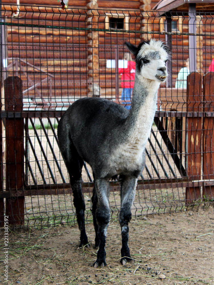 Fototapeta premium An alpaca—a slender, long-necked animal—at the zoo. A cute animal.