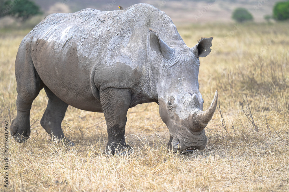 Obraz premium White rhinoceros grazing on dry grass in the African wilderness