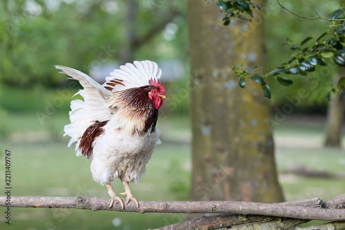 A rooster with white and brown feathers flaps its wings while balancing on a wooden fence outdoors on a farm.