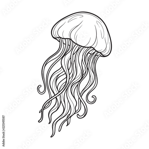 Jellyfish black and white line art illustration
