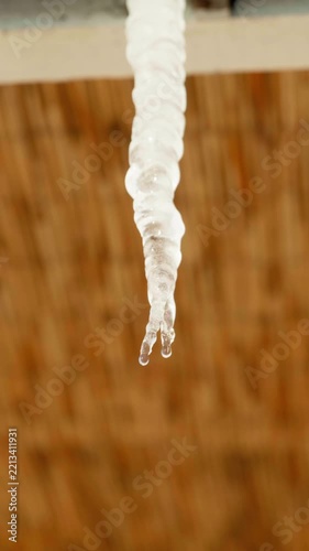 melting icicle with dripping water drop macro view, long icicle with split tip melting in spring thaw, close up vertical view of icicle with falling water droplet