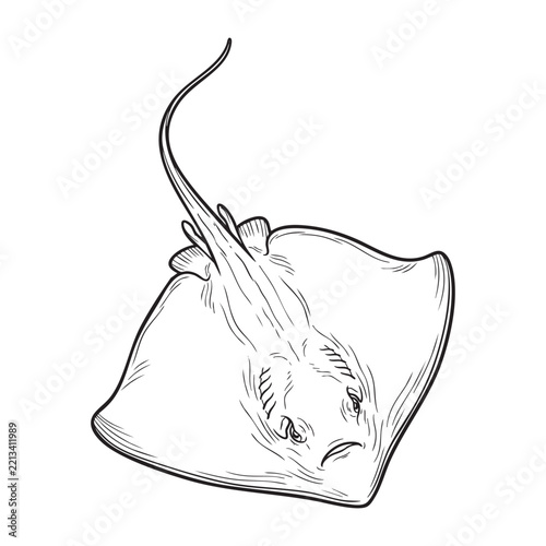 Stingray black and white line art illustration