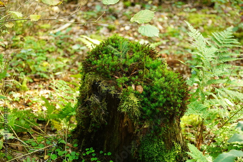 Grüner Wald im Spätsommer Spaziergang und wandern gehen