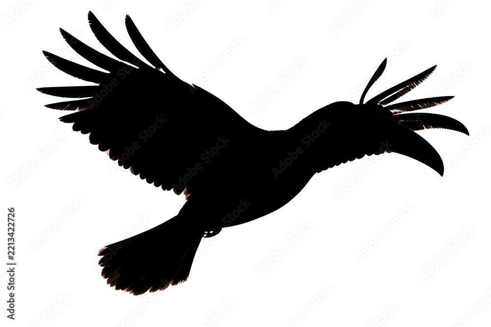 Fototapeta premium x-default Toco Toucan Bird Silhouette in Flight Isolated on White