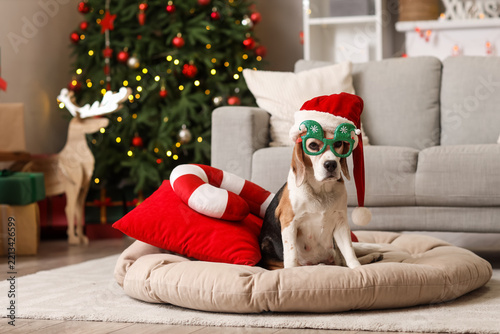 Cute beagle dog in Santa hat and funny glasses with candy cane toy sitting on...