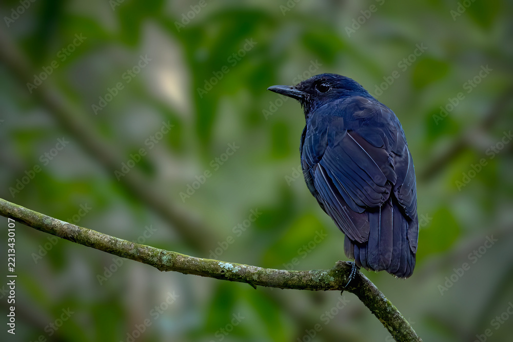 Fototapeta premium A detailed wildlife portrait of a dark blue bird perched calmly on a diagonal, textured tree branch