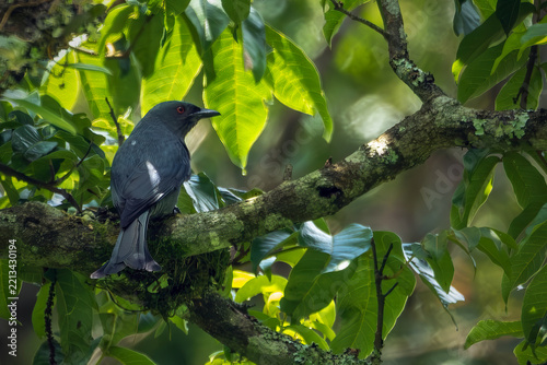 A striking dark grey bird with distinct red eyes is perched on a thick, moss-covered branch within a lush forest environment