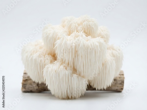 Lions mane mushroom, hericium erinaceus, also known as bearded tooth or pom pom mushroom, growing on a piece of wood, isolated on white background