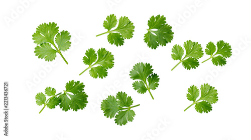 Obraz na plátně Isolated fresh green cilantro leaves scattered, aromatic cooking ingredient for
