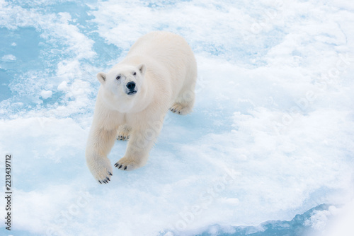 Polar bear on the pack ice in the Arctic