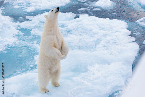 Polar bear on the pack ice in the Arctic