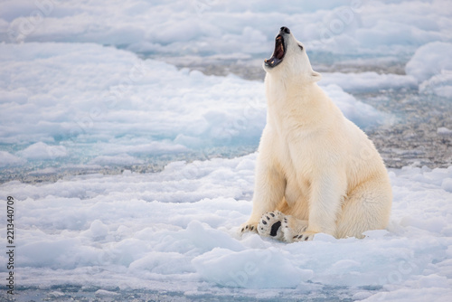 Polar bear on the pack ice in the Arctic