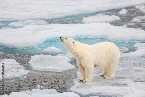 Polar bear on the pack ice in the Arctic