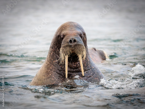 Walrus on ice in the arctic