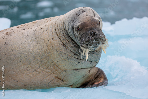 Walrus on ice in the arctic