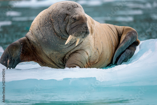 Walrus on ice in the arctic