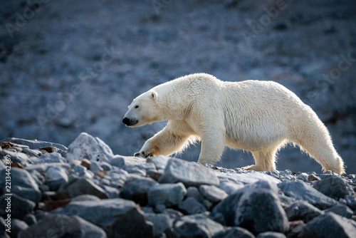 Polar bear on the pack ice in the Arctic