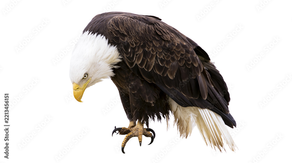 Fototapeta premium Isolated majestic bald eagle looking down with sharp talons, powerful bird of prey portrait.