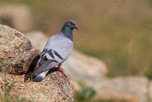 adult hill pigeon (columba rupestris,) perching on a rock, found in Ulaanbaatar Aimag in Mongolia