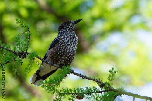 eurasian nutcracker (nucifraga caryocatactes) of subspecies macrorhynchos) perching in a larch tree, found in Ulaanbaatar Aimag in Mongolia