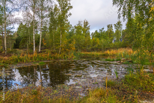 Beautiful view of pond with reeds and reflections of birch trees in autumn woodland. Sweden.