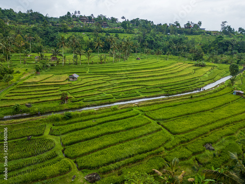 Obraz na plátně Aerial view of vivid green stepped rice terraces with a stream and coconut palms