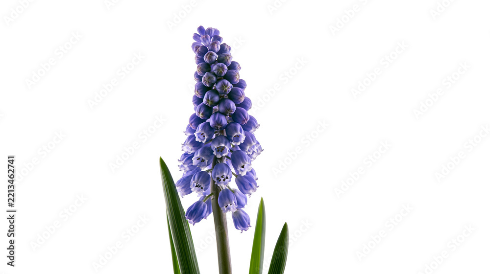 Fototapeta premium Isolated vibrant purple Muscari grape hyacinth flower with fresh green leaves