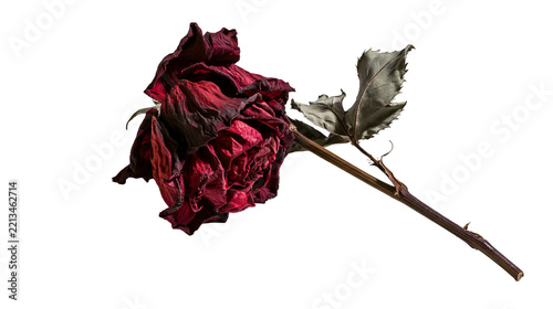 Isolated dark red withered rose with stem and leaf, a symbol of memory and nostalgia.