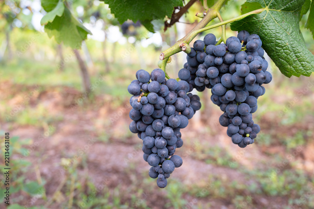 Naklejka premium Harvest of blue ripe pinot noir grapes for red wine, moselle valley vineyard, trier, germany, mosel river landscape and agriculture, growing vine in summer