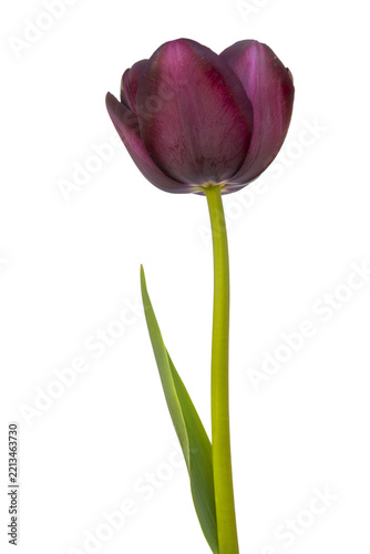Tulipan dark purple, isolated in a transparent background