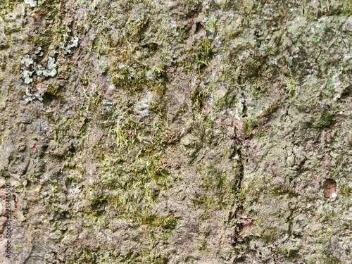 Obraz na plátně A detailed close-up photograph capturing the natural rough texture and weathered surface of tree bark covered with patchy green moss, located in a natural landscape in Indonesia