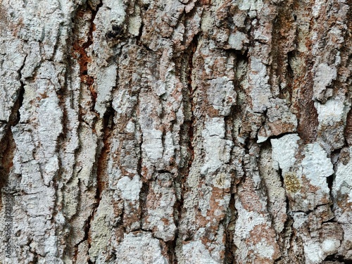 A detailed close-up photograph capturing the natural rough texture, deep fissures, and weathered surface of tree bark, located in a natural landscape in Indonesia.